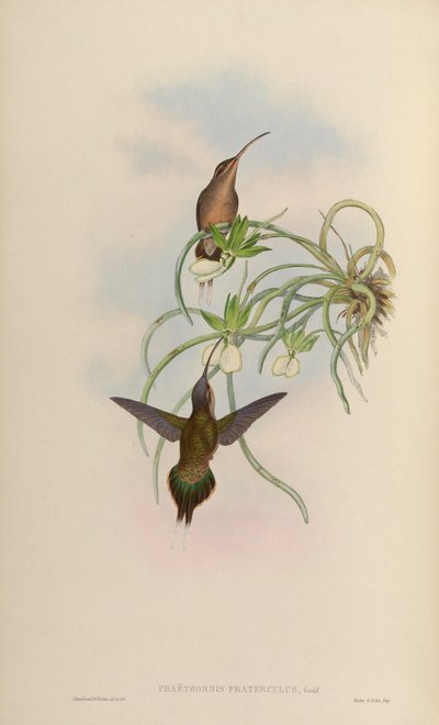 Phaethornis fraterculus = Phaethornis superciliosus superciliosus - John Gould